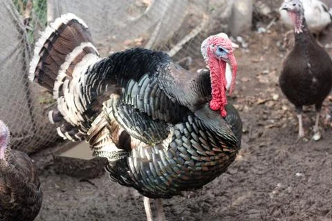 Turkey on the farm Stock Photos