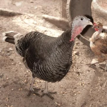 Turkey on the farm Stock Photos