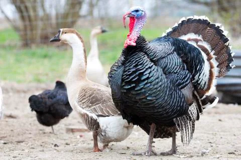 Turkey on the farm Foto stock