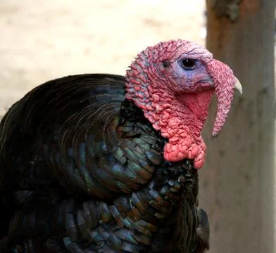Turkey farm Stock Photos