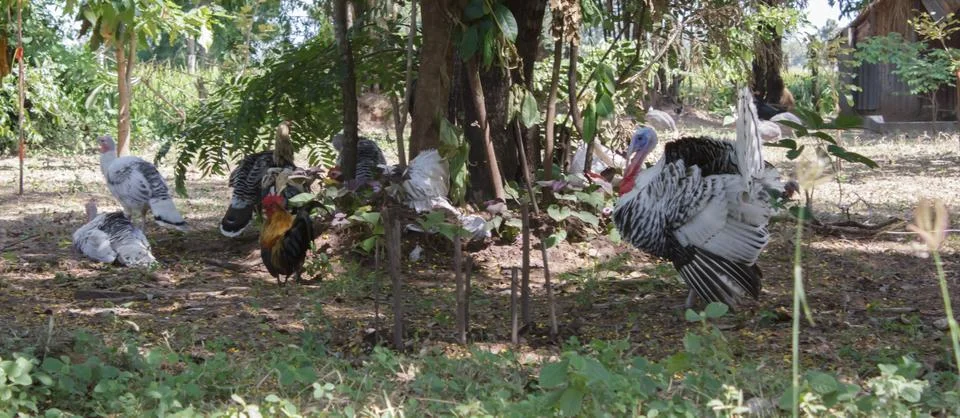 Turkey on the farm Stock Photos