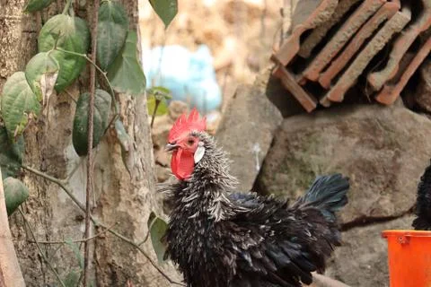 Turkey in the farm Stock Photos