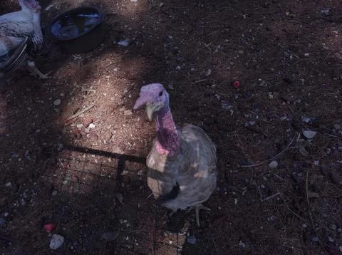 A turkey in a farm Stock Photos