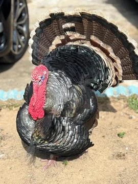 Turkey on the Farm Stock Photos