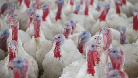 Turkey Farming Stock Footage 101291190