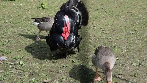 Turkey in the farmyard Stock Footage 75646976