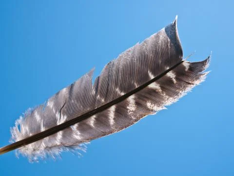 Turkey feather Stock Photos