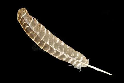 Turkey feather Stock Photos