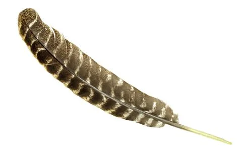 Turkey feather Stock Photos