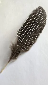Turkey Feather Stock Photos