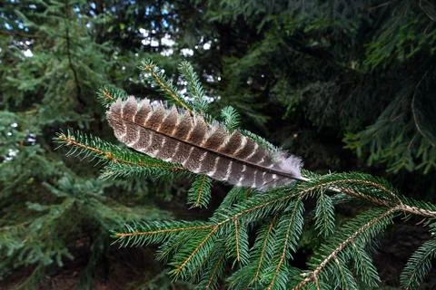 Turkey feather on pine branch Stock Photos