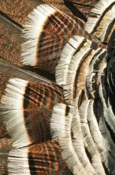 Turkey feathers Stock Photos