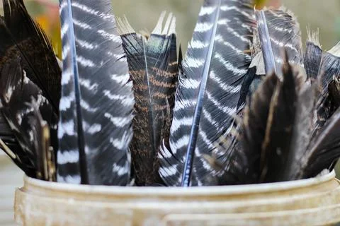 Turkey feathers	 Stock Photos