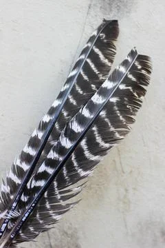 Turkey feathers	 Stock Photos
