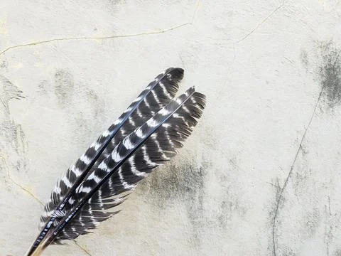 Turkey feathers	 Stock Photos
