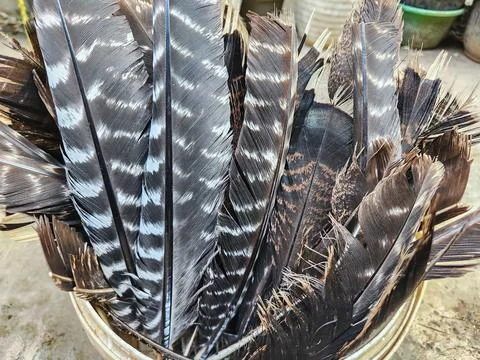 Turkey feathers	 Stock Photos