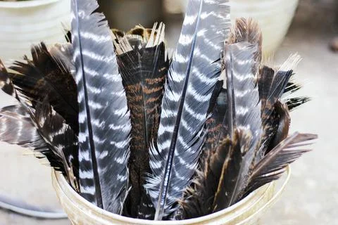 Turkey feathers	 Stock Photos