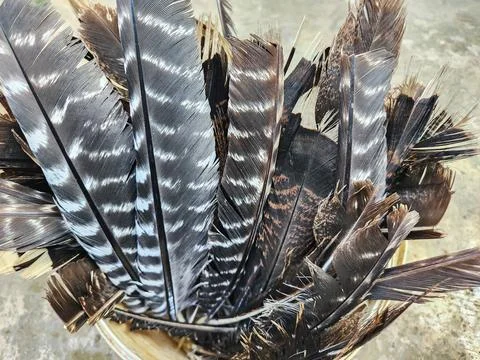 Turkey feathers	 Stock Photos