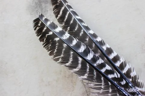 Turkey feathers	 Stock Photos