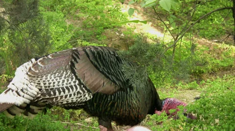 Turkey feeding Stock Footage 22994434