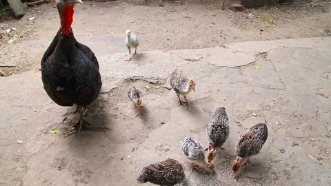 Turkey feeds chicks in the poultry yard of the farm Video stock 110746318