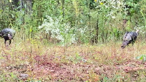 Turkey in a field at the edge of the river Stock Footage 332745155