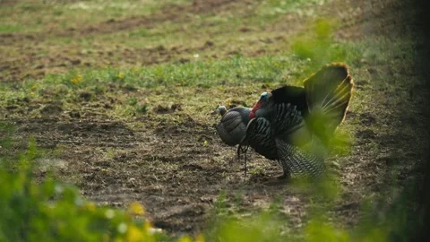 Turkey In A Field Stock Footage 231824104