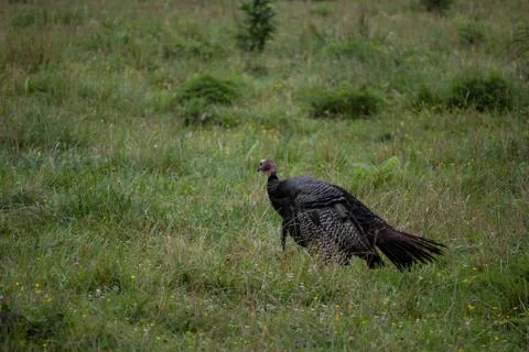 Turkey  in Field Stock Photos