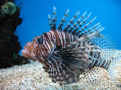 Turkey fish. Stock Photos