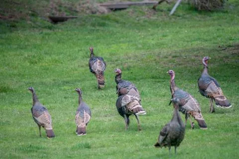 Turkey Flock Stock Photos