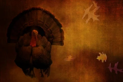 Turkey Stock Footage 335544