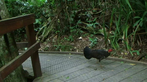 Turkey Stock Footage 761623