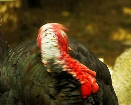 Turkey Stock Footage 10717956