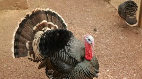 Turkey Stock Footage 10728344