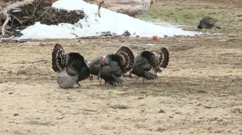 Turkey Stock Footage 11558672