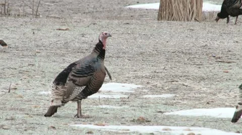 Turkey Stock Footage 11559806