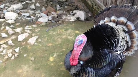 Turkey Stock Footage 48159490