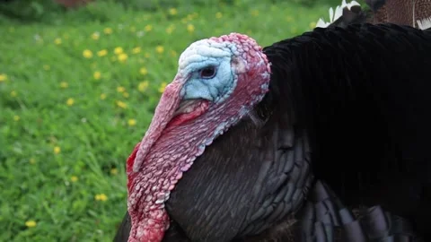 Turkey Stock Footage 155475301