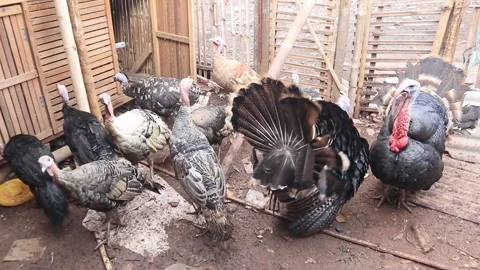 Turkey Stock Footage 252890684