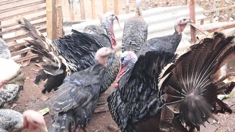 Turkey Stock Footage 252890843