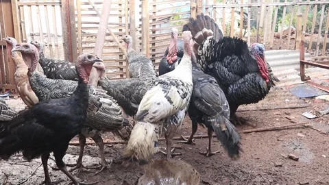 Turkey Stock Footage 252890904