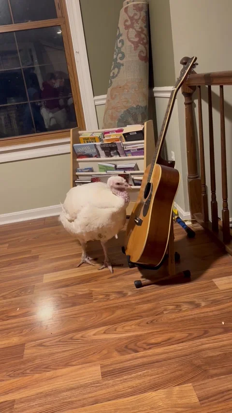 Turkey Frida Loves Playing Guitar, Maryland, USA - 12 Mar 2026 Stock Footage 331031014