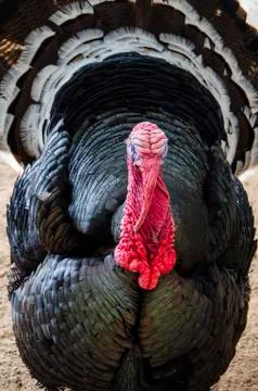 Turkey Front Portrait Stock Photos