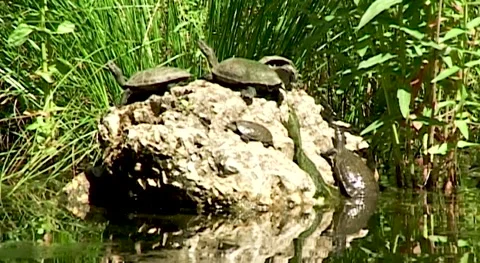 Turkey, Futhiye. Turtle crawls out of water onto rock. Hotel Bay Beach Club. Stock Footage 159135409