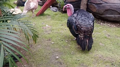 Turkey in the garden Stock Footage 296092906
