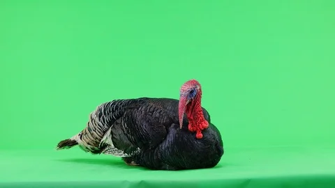 Turkey gets up, opens its feathers, Bronze turkey isolated green screen 1.5 y Stock Footage 126986364