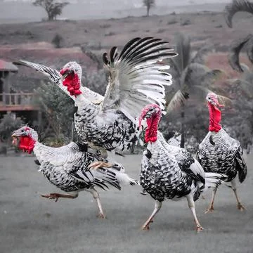 Turkey - Gobble squad Stock Photos
