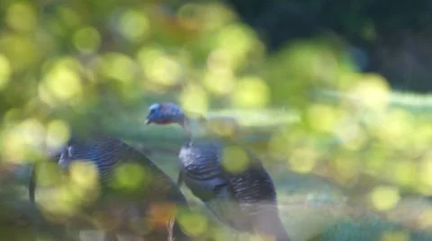 Turkey Gobblers Gobble Stock Footage 10836058
