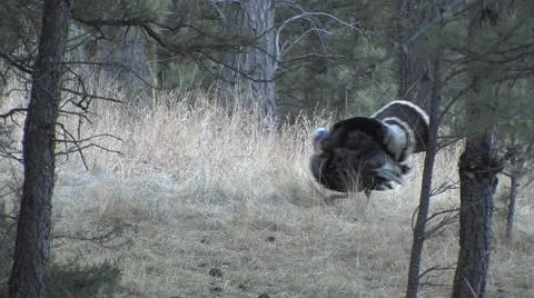 Turkey Gobblers On the Move And Strutting w Audio Stock Footage 48997150