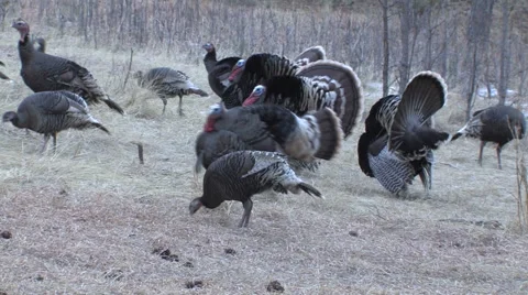 Turkey Gobblers Strutting and Calling Plus Bearded Hen Stock Footage 49022825